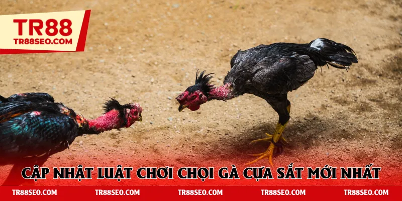 Cập nhật luật chơi chọi gà cựa sắt mới nhất hiện tại